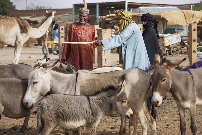Niger Niger, Housa Man Barting With Tuareg Livestock Trader At Agadez s Livestock Market  Agadez, by Alberto Arzoz   Design Pics