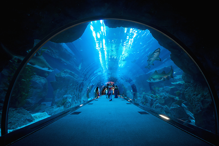 UAE Dubai Sharks Swimming Above People In Tunnel, Dubai Mall Aquarium  Dubai, United Arab Emirates, by Ian Cumming   Design Pics
