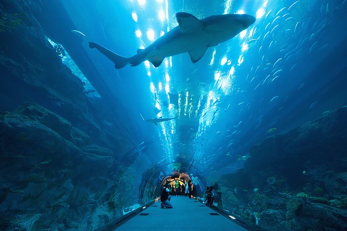 UAE Dubai Sharks Swimming Above People In Tunnel, Dubai Mall Aquarium  Dubai, United Arab Emirates, by Ian Cumming   Design Pics