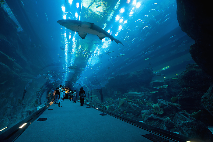 UAE Dubai Sharks Are Swimming Above People In Tunnel, Dubai Mall Aquarium  Dubai, United Arab Emirates, by Ian Cumming   Design Pics