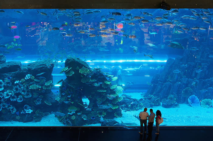 UAE Dubai People Looking In Large Window, Dubai Mall Aquarium  Dubai, United Arab Emirates, by Ian Cumming   Design Pics