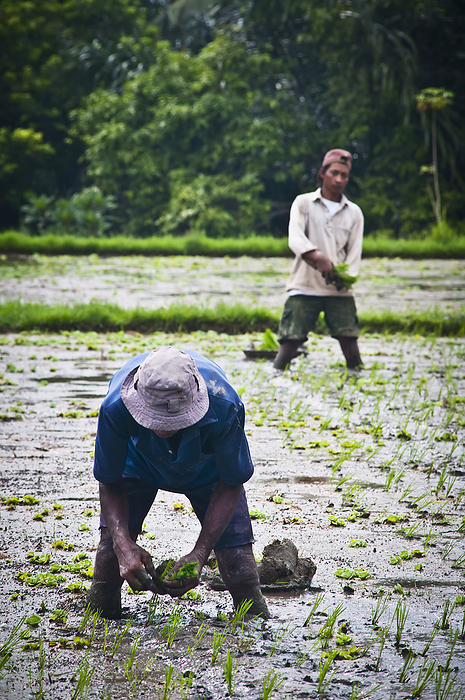 Indonesia Bali Island Workers On Rice Field  Ubud, Bali, Indonesia, by Alex Adams   Design Pics