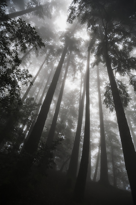 America Low Angle View Of Tree Tops In The Fog  California, United States Of America, by Paul Quayle   Design Pics