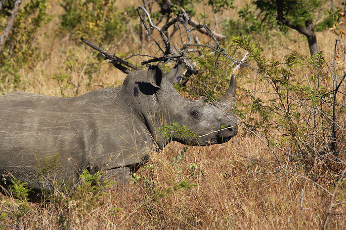 Republic of South Africa Rhinoceros, Phinda Private Game Reserve  South Africa, by Chris Caldicott   Design Pics