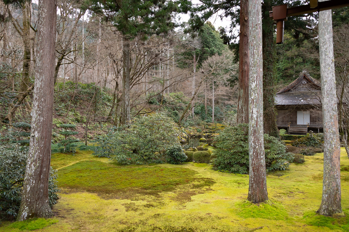 Winter scenery of moss garden at Sanzen-in Temple in Ohara, Kyoto