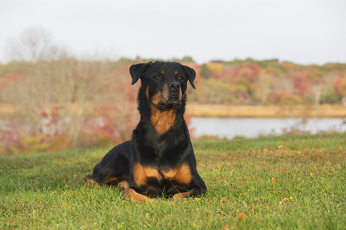 America Rottweiler On Lawn, Overlooking Salt Marsh In Autumn  Waterford, Connecticut, United States Of America, by Lynn Stone   Design Pics