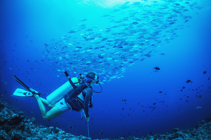 Palau Scuba Diving With A School Of Fish  Palau, Micronesia, by David Kirkland   Design Pics