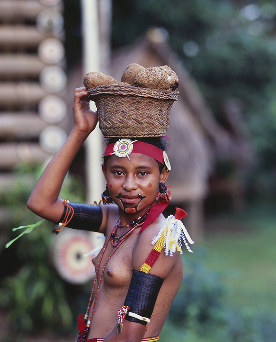 Papua New Guinea Trobriand Island Woman In Traditional Attire Carrying Yam Basket  Trobriand Islands, Papua New Guinea, by David Kirkland   Design Pics