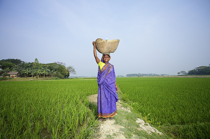 Bangladesh Woman On The Haor  Kishoreganj, Bangladesh, by Ian Taylor   Design Pics