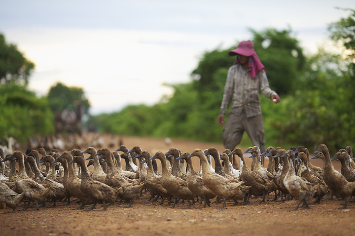 Cambodia Duck Herding  Battambang, Cambodia, by Ian Taylor   Design Pics