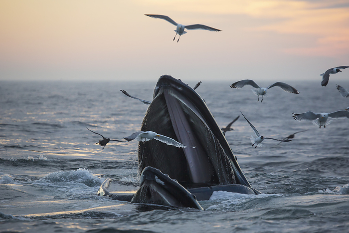 humpback whale  Megaptera novaeangliae  Humpback Whale  Megaptera Novaeangliae  And A Flock Of Birds On The Surface Of The Water At Sunset  Massachusetts, United States Of America, by Eric Kulin   Design Pics