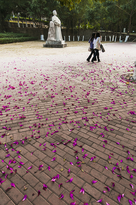 Fujian, China Fallen Pink Petals On The Ground, Xiamen University  Xiamen, Fujian, China, by Luis Martinez   Design Pics