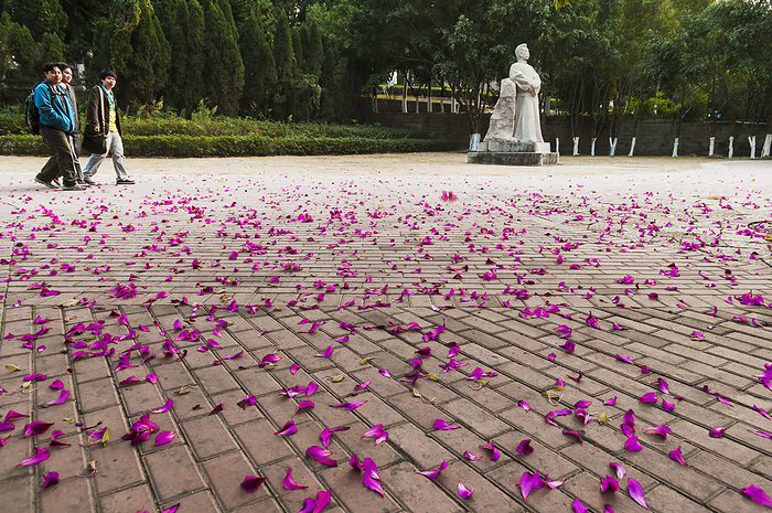 Fujian, China Fallen Pink Petals On The Ground, Xiamen University  Xiamen, Fujian, China, by Luis Martinez   Design Pics