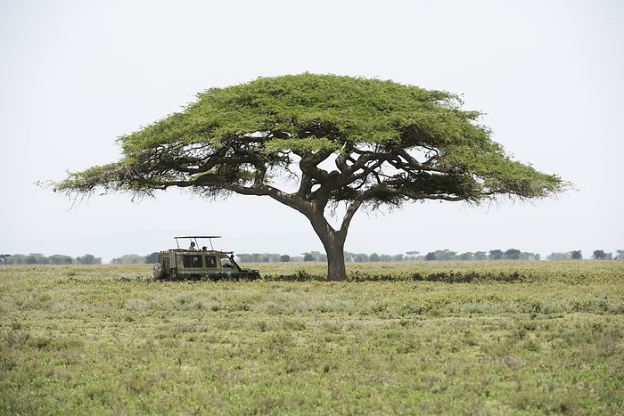 Tanzania Serengeti Safari Vehicle Pauses In Shade Of Spreading Acacia Tree On Serengeti Plain  Tanzania, by Kenneth Whitten   Design Pics