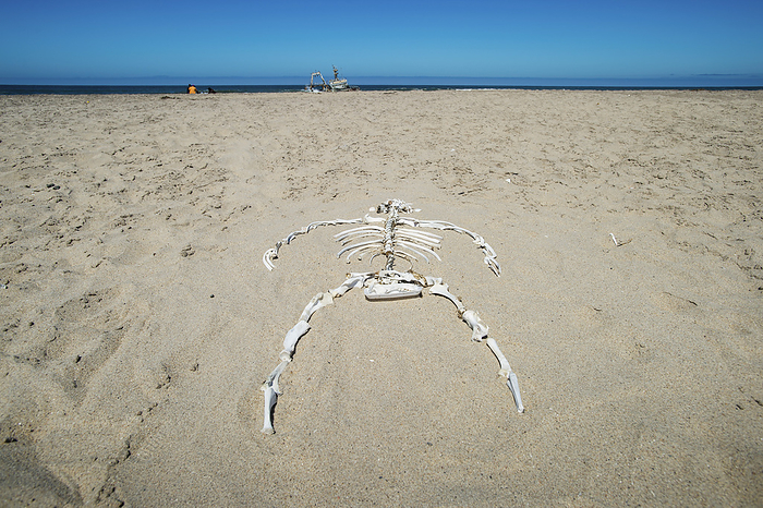 Namibia Skeleton Bones Of A Large Animal Laid Out In The Sand  Cape Cross, Namibia, by Remsberg Inc   Design Pics