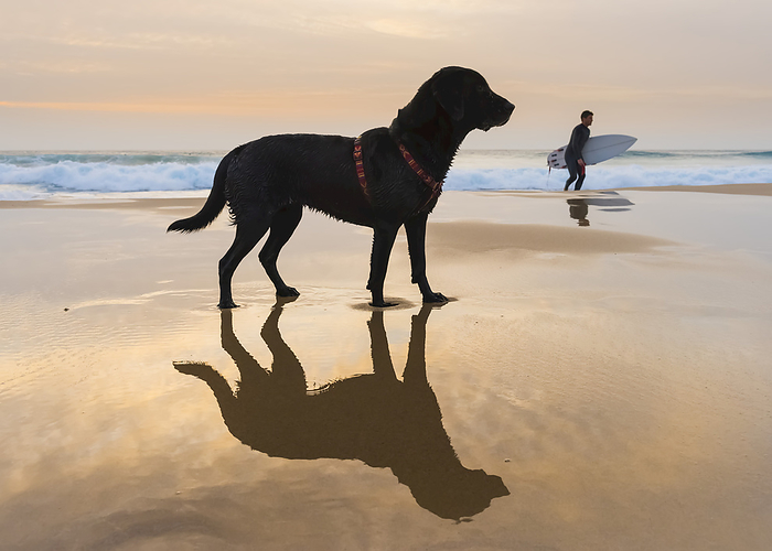 Spain A Dog And It s Reflection On The Wet Sand Of The Beach With A Surfer Walking In The Background  Tarifa, Cadiz, Andalusia, Spain, by Ben Welsh   Design Pics