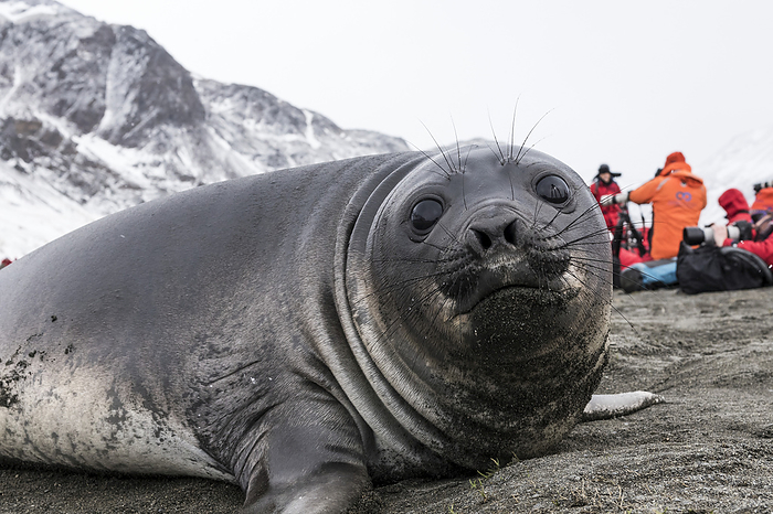 Elephant Seal Pup With Tourists In The Background, by Debra Garside / Design Pics