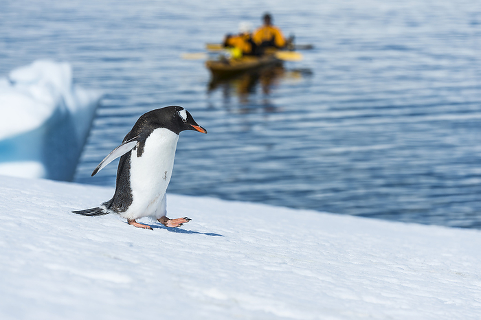 gentoo penguin  Pygoscelis papua  Gentoo Penguin  Pygoscelis Papua  On The Shore And Kayakers In The Water, Neko Harbour  Antarctica, by Debra Garside   Design Pics