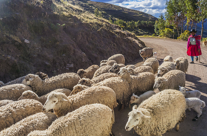 Peru A Quechua Sheppard Moves Her Flock Of Sheep Along A Road In The Mountainous Cusco Region Of Peru, Wearing The Dress Of The Traditional Indigenous Quechua Culture  Cusco, Peru, by Brian Guzzetti   Design Pics