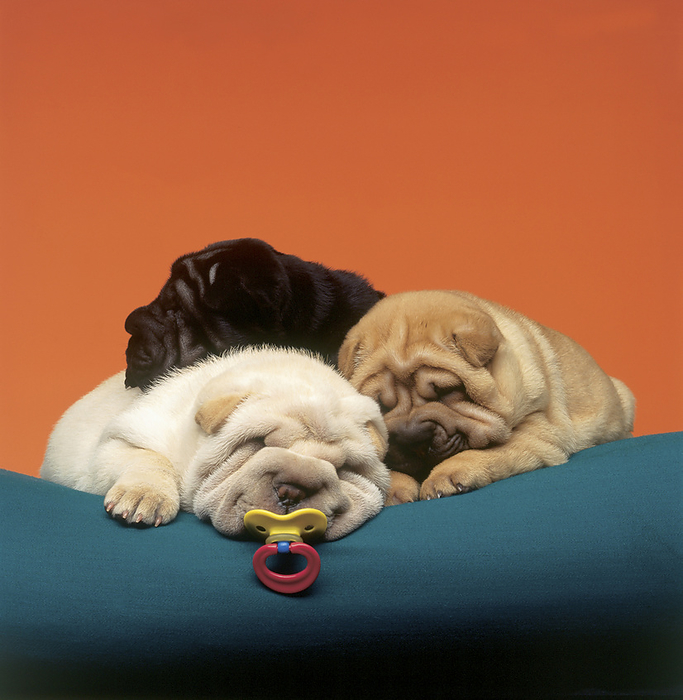 Fl1175, C.Lantinga; Sharpei Dogs, Three Sleeping Puppies, by Curtis Lantinga / Design Pics