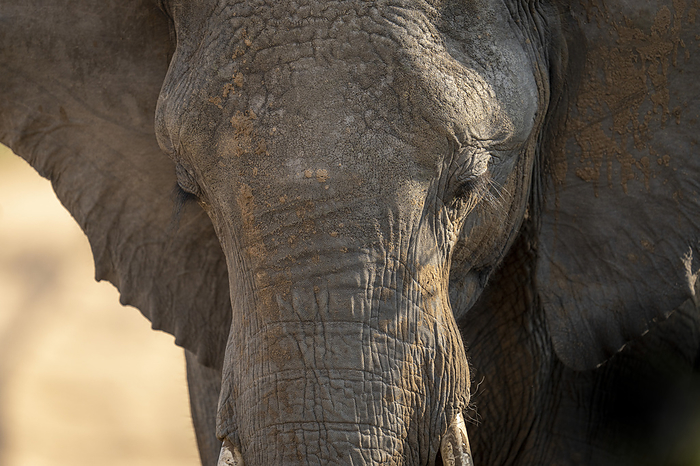African bush elephant Close up portrait of an African bush elephant calf  Loxodonta africana  on the savannah, looking down  Segera, Laikipia, Kenya, by Nick Dale   Design Pics