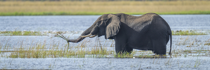 African bush elephant Panorama of African bush elephant  Loxodonta africana  standing in the water feeding in the river, lifting grass with its trunk and tusks in Chobe National Park  Chobe, North West, Botswana, by Nick Dale   Design Pics
