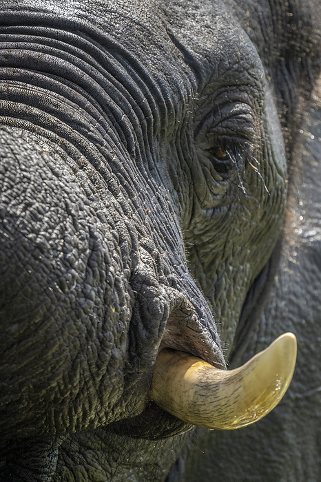 African bush elephant Close up of the eye and tusk of an African bush elephant calf  Loxodonta africana  in Chobe National Park  Chobe, North West, Botswana, by Nick Dale   Design Pics