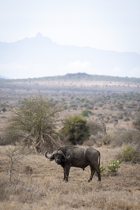 Cape buffalo Portrait of a Cape Buffalo  Syncerus caffer  standing on the plain with Mount Kenya silhouetted in the background  Laikipia, Kenya, by Nick Dale   Design Pics