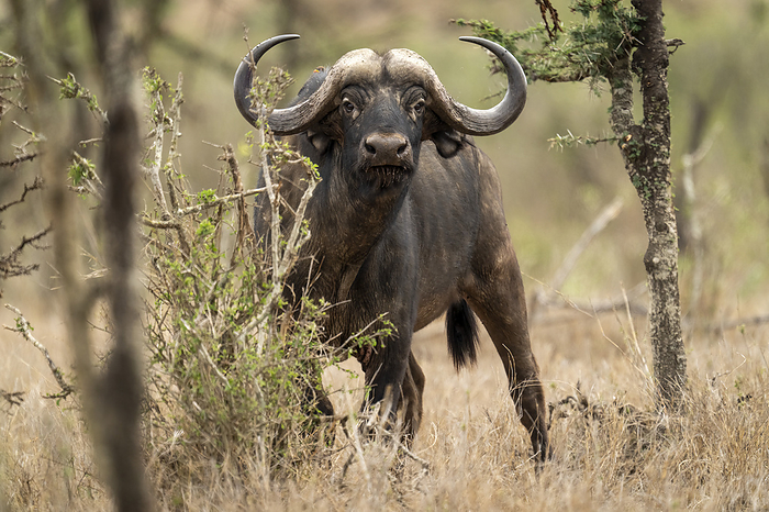 Cape buffalo Portrait of a Cape Buffalo  Syncerus caffer  standing in the bushes on the plain watching the camera  Laikipia, Kenya, by Nick Dale   Design Pics