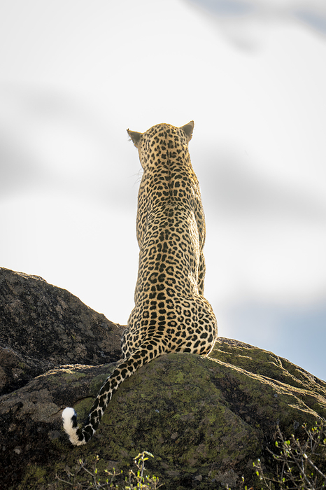 panther Leopard  Panthera pardus  sits on rock back to camera  Kenya, by Nick Dale   Design Pics