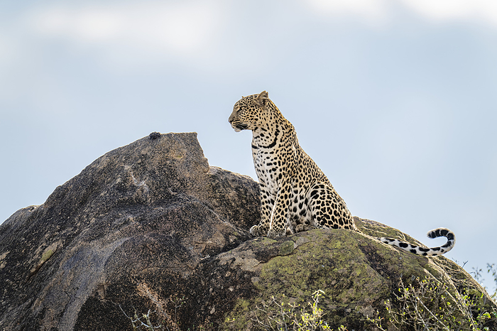 panther Leopard  Panthera pardus  sits on rock under blue sky  Kenya, by Nick Dale   Design Pics