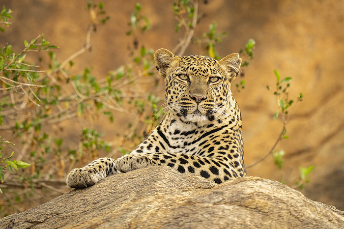 panther Leopard  Panthera pardus  lies on rock with branches behind  Kenya, by Nick Dale   Design Pics