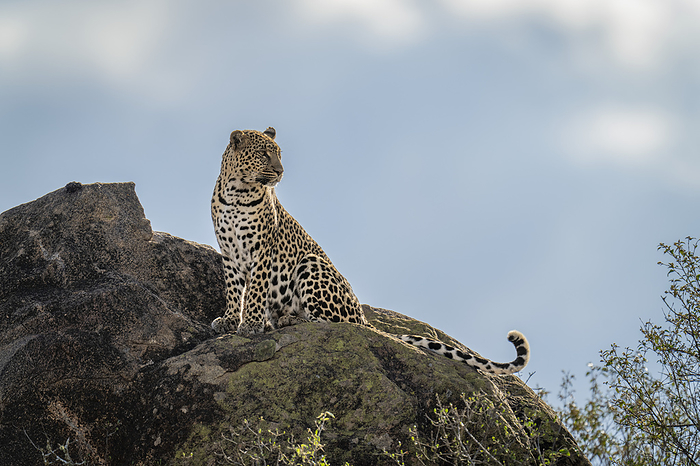 panther Leopard  Panthera pardus  sits on sunlit rock turning head  Kenya, by Nick Dale   Design Pics