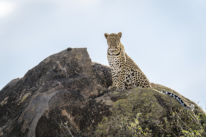 panther Leopard  Panthera pardus  sits watching camera on sunlit rock  Kenya, by Nick Dale   Design Pics