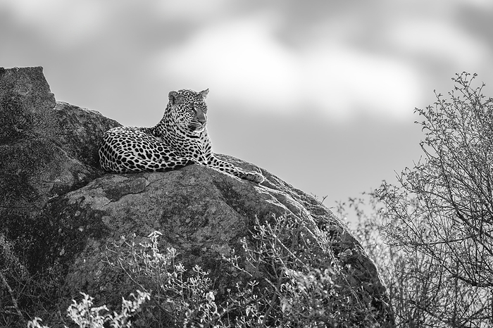 panther Leopard  Panthera pardus  lies on rocky outcrop by trees  Laikipia, Kenya, by Nick Dale   Design Pics