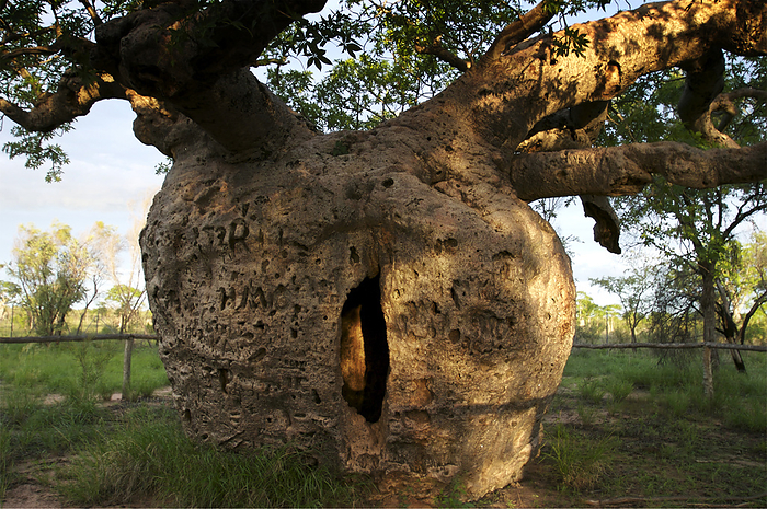 Opening in a boab tree (Adansonia gregorii) that functioned as a jail for prisoners; Derby, Australia, by Randy Olson / Design Pics