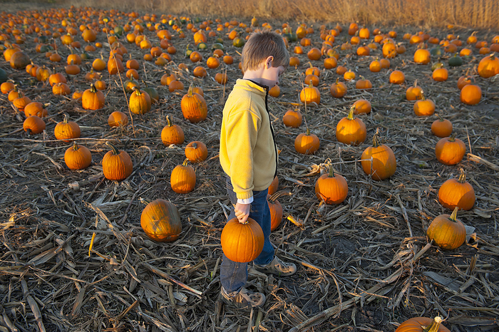 America Young boy picks out a pumpkin from a pumpkin patch  Lincoln, Nebraska, United States of America, by Joel Sartore Photography   Design Pics