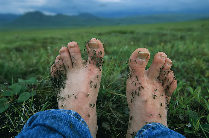Alaska Feet covered with mosquitoes in Alaska s North Slope area  North Slope, Alaska, United States of America, by Joel Sartore Photography   Design Pics