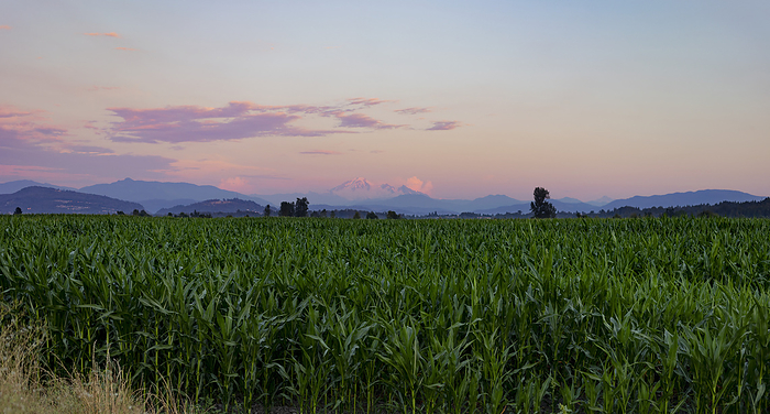 Canada Vast cornfield with mountains in the distance at sunset  British Columbia, Canada, by Lorna Rande   Design Pics