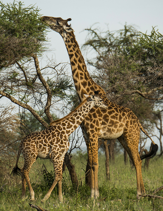 Kirin  brand of beer  Giraffe and baby  Giraffa camelopardalis  in Serengeti National Park, Tanzania  Tanzania, by Michael Melford   Design Pics