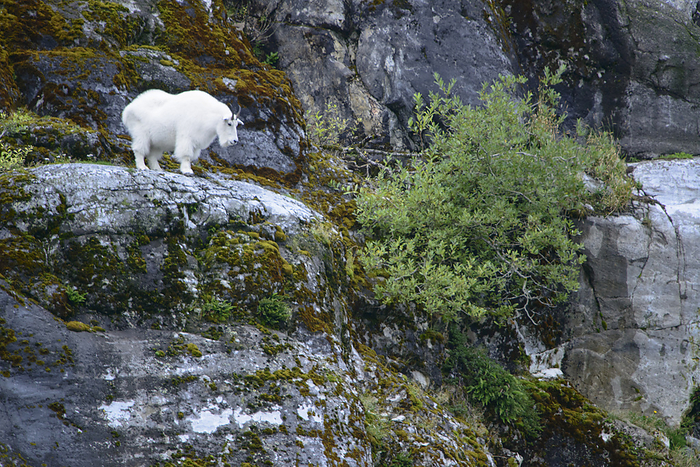 mountain goat  Oreamnos americanus  Mountain goat  Oreamnos americanus  stands on a cliff looking down  Tracy Arm, Inside Passage, Alaska, United States of America, by Michael Melford   Design Pics