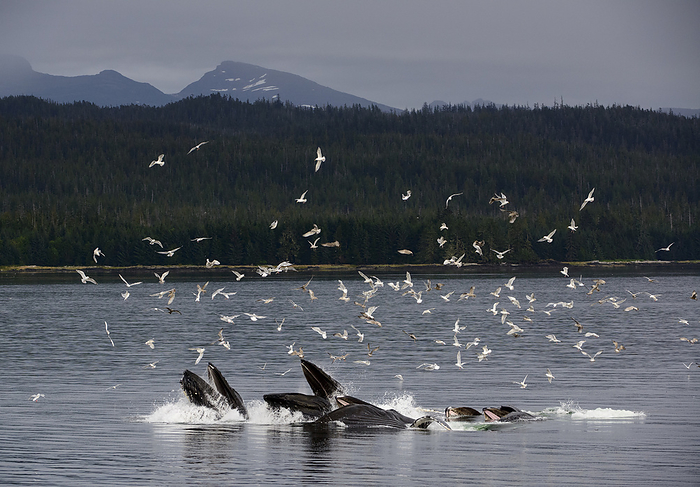 humpback whale  Megaptera novaeangliae  Flock of birds clusters over a pod of Humpback whales  Megaptera novaeangliae  bubble net feeding in the Inside Passage  Alaska, United States of America, by Michael Melford   Design Pics
