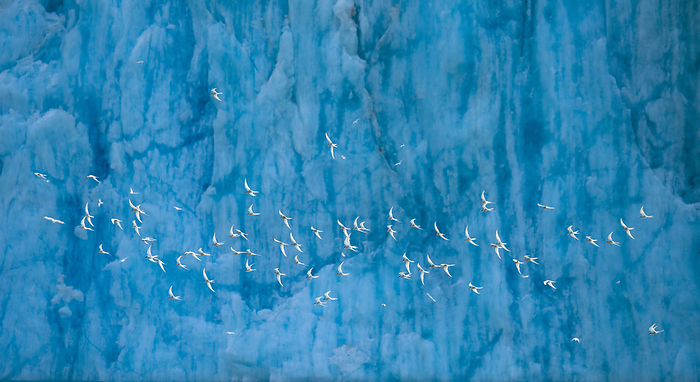 Arctic terns (Sterna paradisaea) fly past the face of Dawes Glacier, Endicott Arm, Fords Terror Wilderness Area in Alaska, USA; Inside Passage, Alaska, United States of America, by Michael Melford / Design Pics