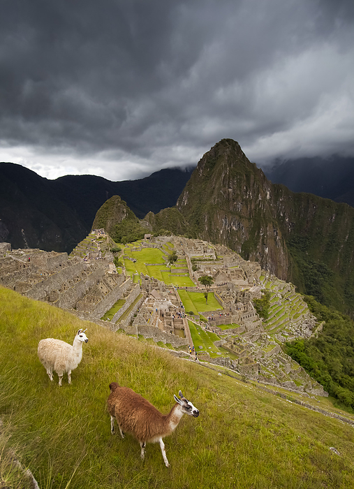 llama  Lama glama  Llamas  Lama glama  walk around at Machu Picchu  Peru, by Michael Melford   Design Pics
