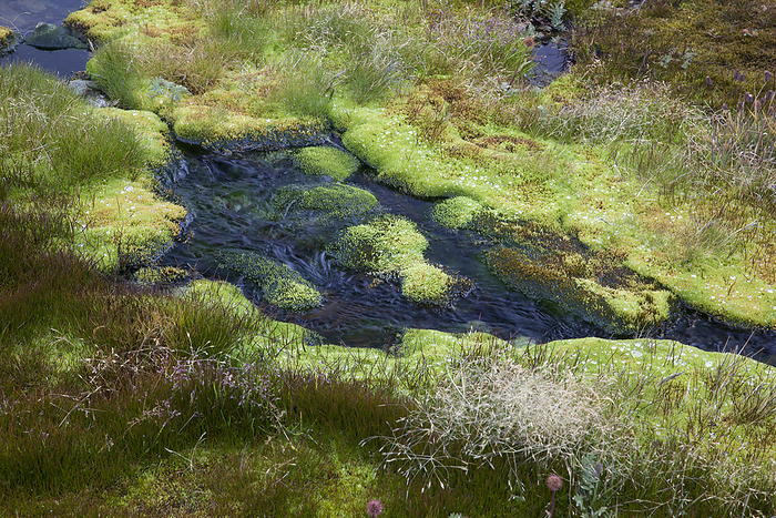 Mountain stream flows between plant-covered rocks; South Georgia Island, by Michael Melford / Design Pics