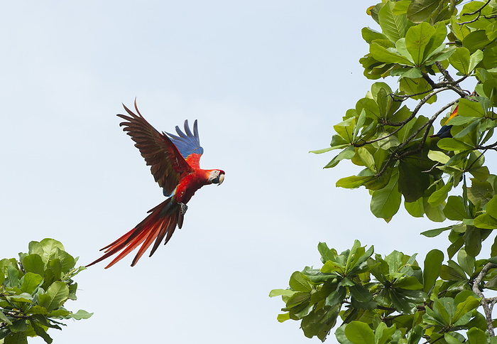 macaw Scarlet macaw  Ara macao  flying towards tree branches over Playa Caletas  Osa Peninsula, Costa Rica, by Michael Melford   Design Pics