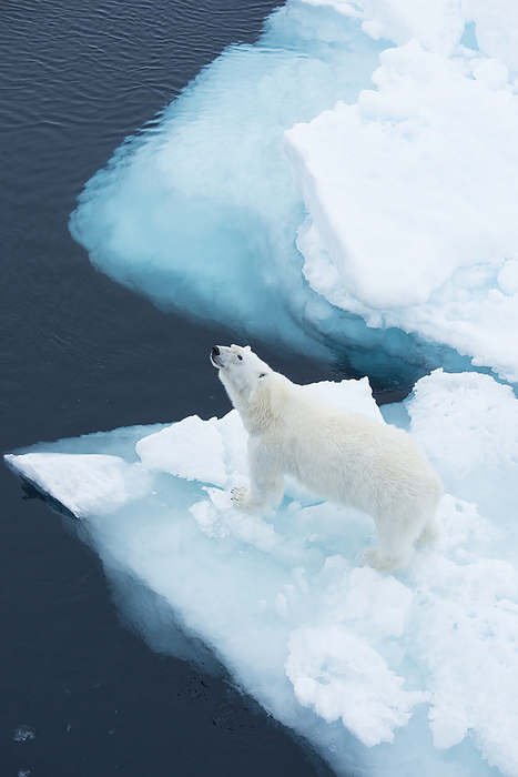 polar bear  Ursus maritimus  Polar bear  Ursus maritimus  on drift ice  Hinlopen Strait, Svalbard, Norway, by Michael Melford   Design Pics