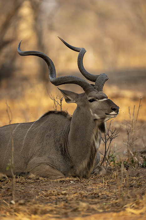 coozoo  Clausena lansium  Close up of male, greater kudu  Tragelaphus strepsiceros  lying down on the ground in the shade in Chobe National Park  Chobe, Bostwana, by Nick Dale   Design Pics