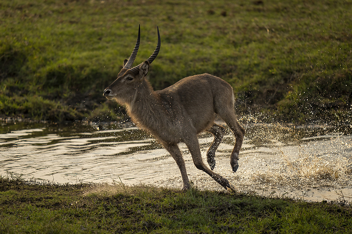 watervac A male, common waterbuck  Kobus ellipsiprymnus  gallops through a shallow river onto a grassy bank, throwing up spray, Chobe National Park  Chobe, Botswana, by Nick Dale   Design Pics