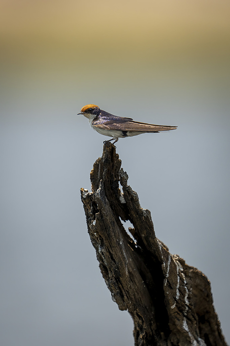 Close-up portrait of a wire-tailed swallow (Hirundo smithii) perched on a tree stump in a river, Chobe National Park; Chobe, Botswana, by Nick Dale / Design Pics